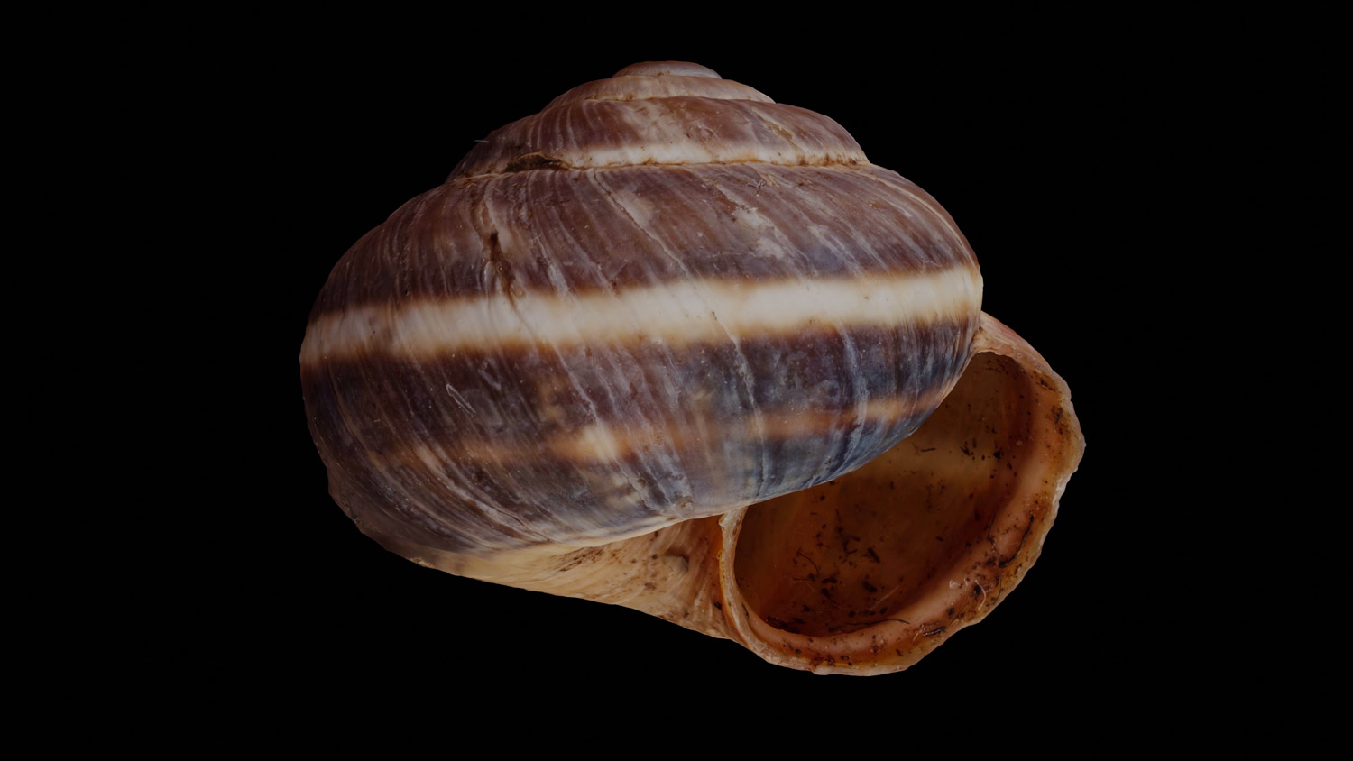 Cernuella virgata